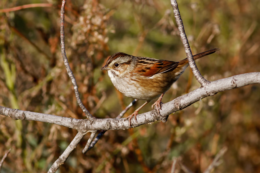 Swamp sparrow illustration